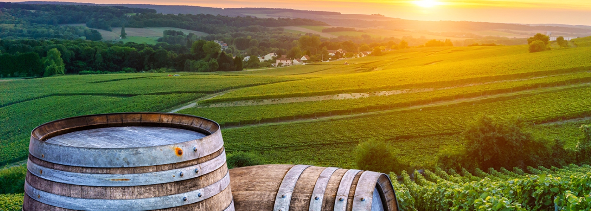 Close up of barrels overlooking a vineyard at sunset